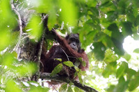 Borneo 2017 (184 of 288)