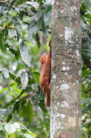 Borneo 2017 (95 of 288)