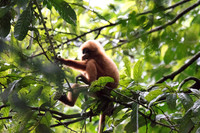 Borneo 2017 (97 of 288)