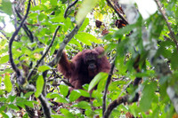 Borneo 2017 (21 of 288)