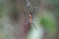 Borneo 2017 (247 of 288)