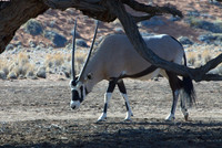 268-DSC04082