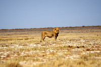 560-DSC01118